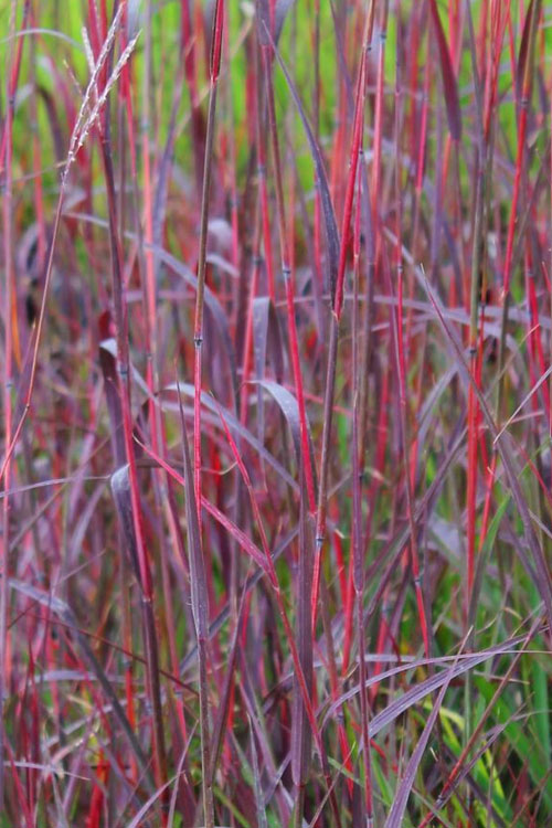  Red October Big Bluestem Grass (Andropogon) - 1 Gallon Pot