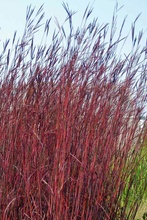  Red October Big Bluestem Grass (Andropogon) - 1 Gallon Pot