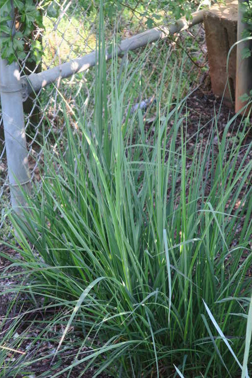 Red October Big Bluestem Grass (Andropogon) - 1 Gallon Pot