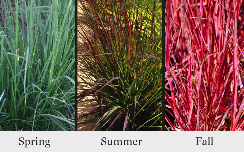  Red October Big Bluestem Grass (Andropogon) - 1 Gallon Pot