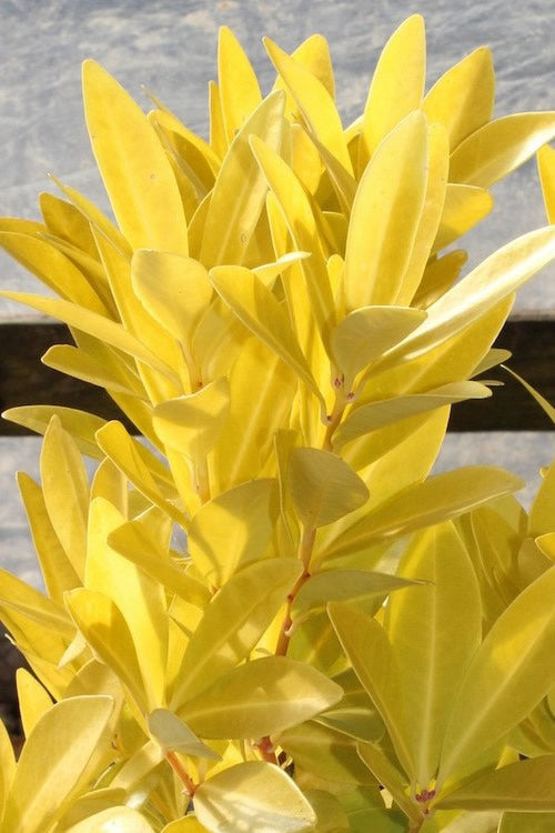  Florida Sunshine Anise - 2 Gallon Pot