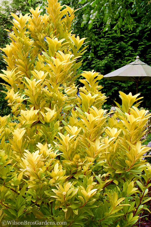  Florida Sunshine Anise - 3 Gallon Pot