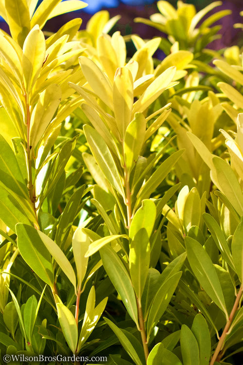  Florida Sunshine Anise - 3 Gallon Pot