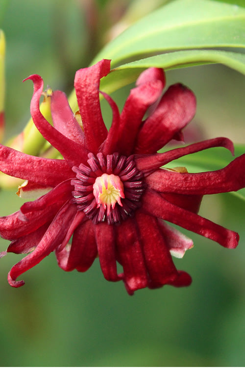  Miss Scarlett Florida Anise (Illicium Floridanum) - 1 Gallon Pot
