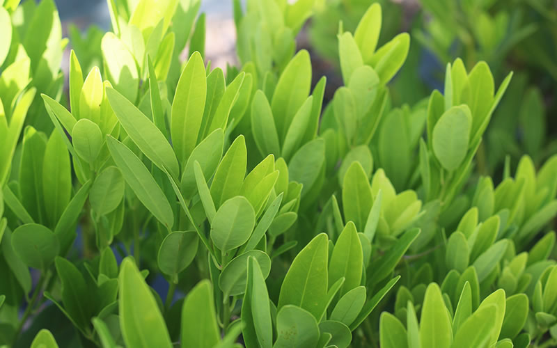  Ocala Yellow Anise (Illicium Parviflorum) - 3 Gallon Pot
