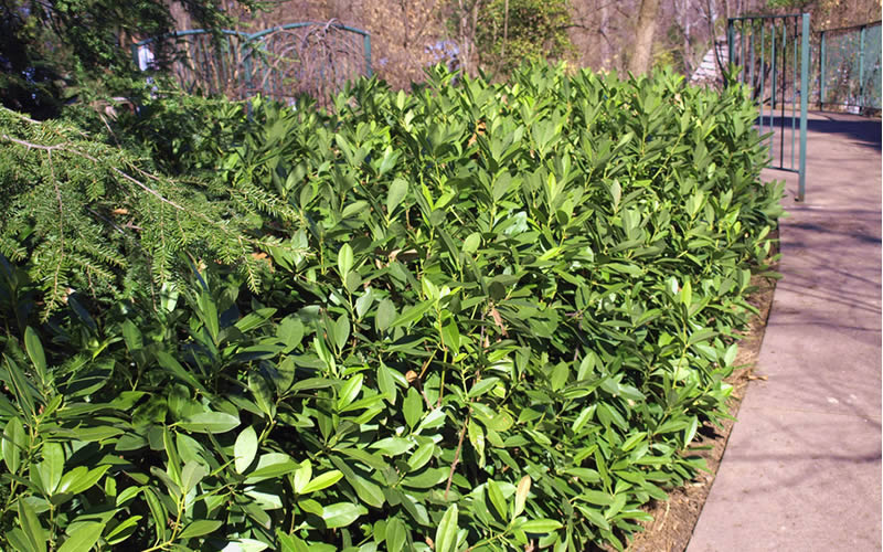  Ocala Yellow Anise (Illicium Parviflorum) - 3 Gallon Pot