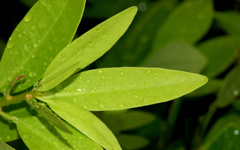  Ocala Yellow Anise (Illicium Parviflorum) - 3 Gallon Pot