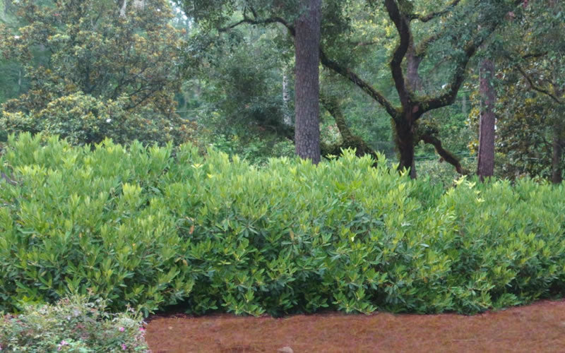  Ocala Yellow Anise (Illicium Parviflorum) - 3 Gallon Pot