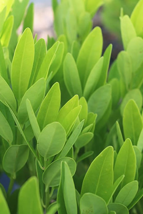  Ocala Yellow Anise (Illicium Parviflorum) - 3 Gallon Pot