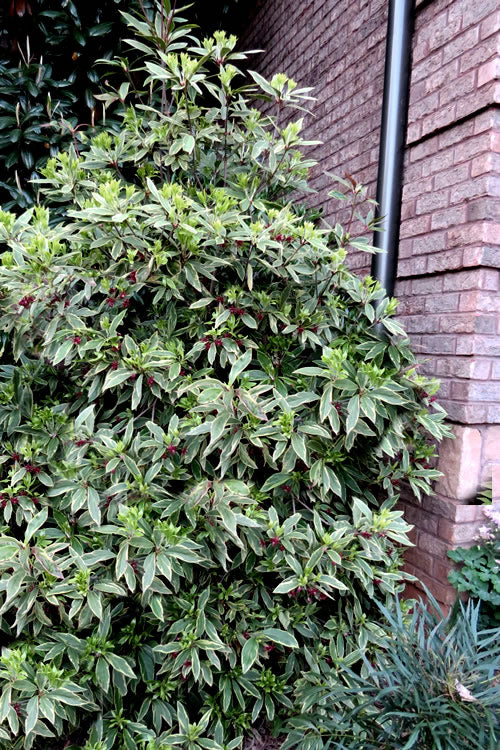  Pink Frost Florida Anise - Illicium Floridanum - 3 Gallon Pot