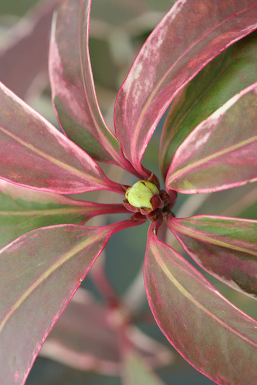  Pink Frost Florida Anise - Illicium Floridanum - 3 Gallon Pot