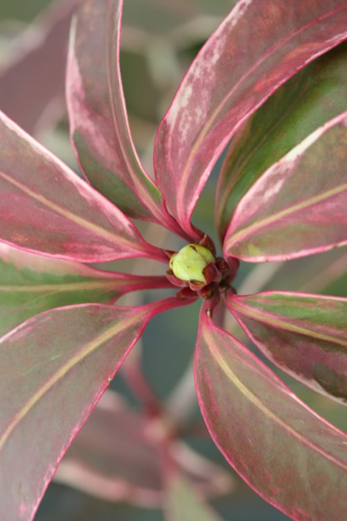  Pink Frost Florida Anise - Illicium Floridanum - 3 Gallon Pot