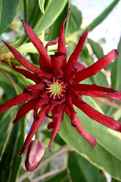  Pink Frost Florida Anise - Illicium Floridanum - 1 Gallon Pot