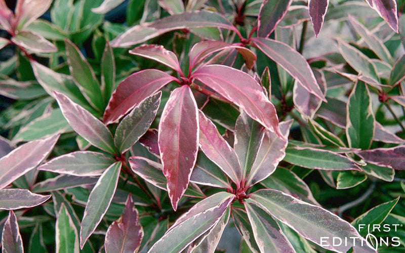  Pink Frost Florida Anise - Illicium Floridanum - 1 Gallon Pot