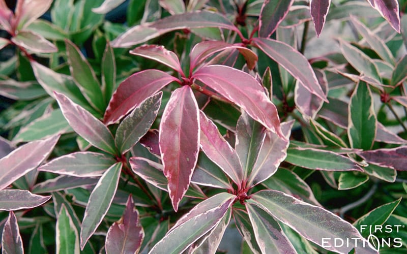  Pink Frost Florida Anise - Illicium Floridanum - 3 Gallon Pot