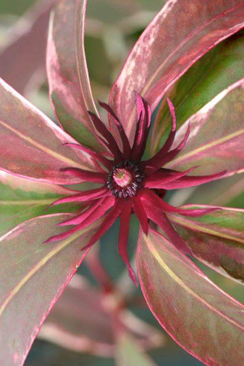  Pink Frost Florida Anise - Illicium Floridanum - 3 Gallon Pot