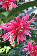  Woodland Ruby Anise (Illicium) - 1 Gallon Pot