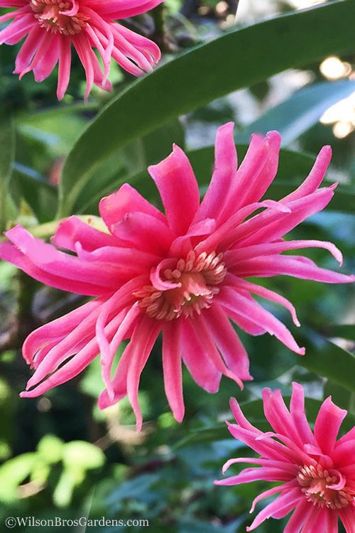  Woodland Ruby Anise (Illicium) - 1 Gallon Pot