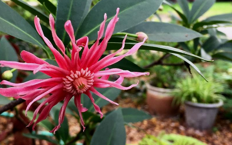  Woodland Ruby Anise (Illicium) - 1 Gallon Pot