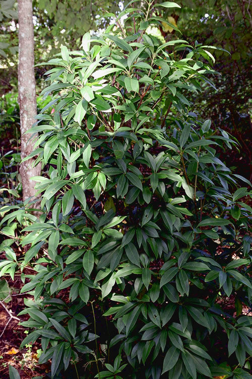  Woodland Ruby Anise (Illicium) - 1 Gallon Pot