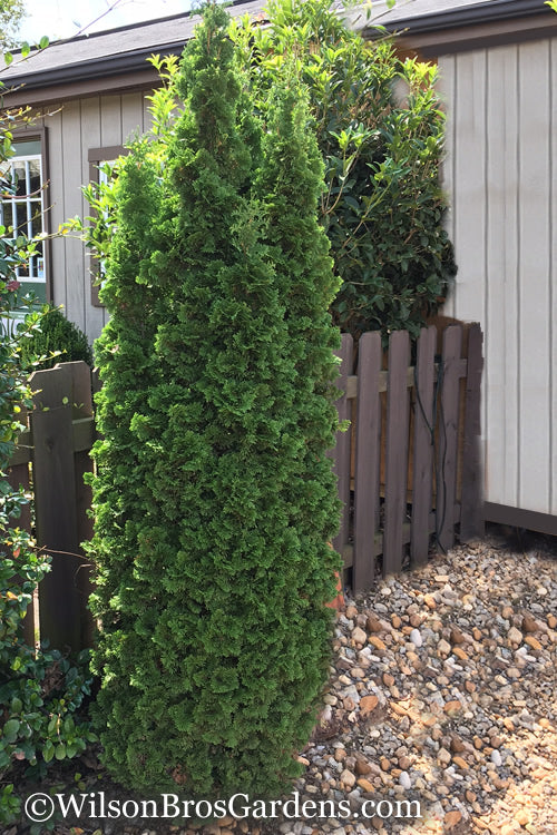  Degroots Spire Arborvitae - 3 Gallon Pot