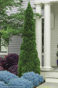  Degroots Spire Arborvitae - 6 Gallon Pot (3.5-4')
