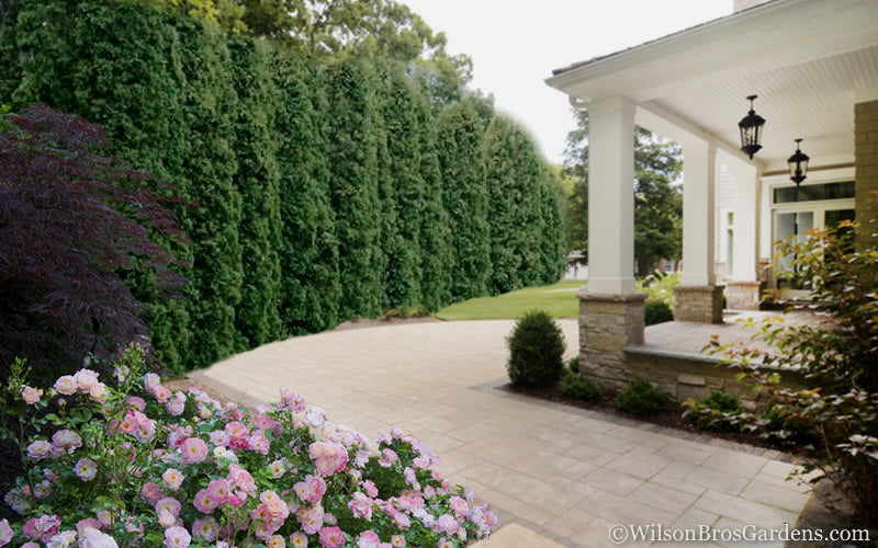  Degroots Spire Arborvitae - 6 Gallon Pot (3.5-4')