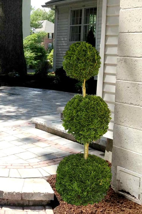  Emerald Green Arborvitae Poodle Tier Topiary (3 Ball) - 5 Gallon Pot