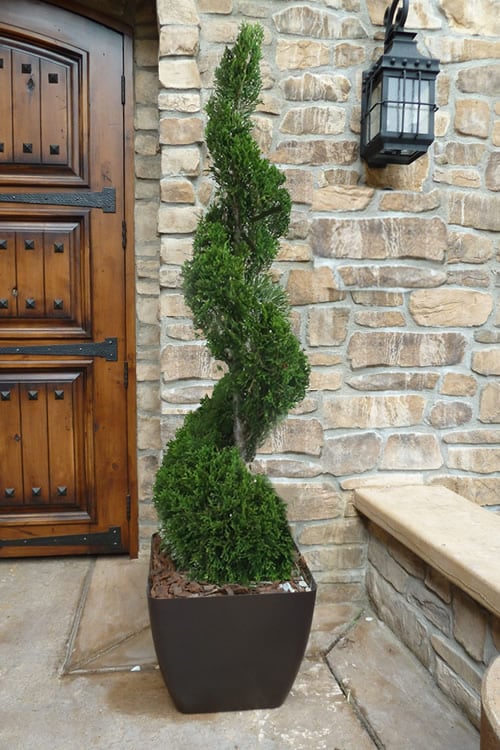  Emerald Green Arborvitae Spiral Topiary - 5 Gallon Pot (3-4')