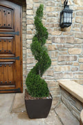  Emerald Green Arborvitae Spiral Topiary - 5 Gallon Pot (3-4')