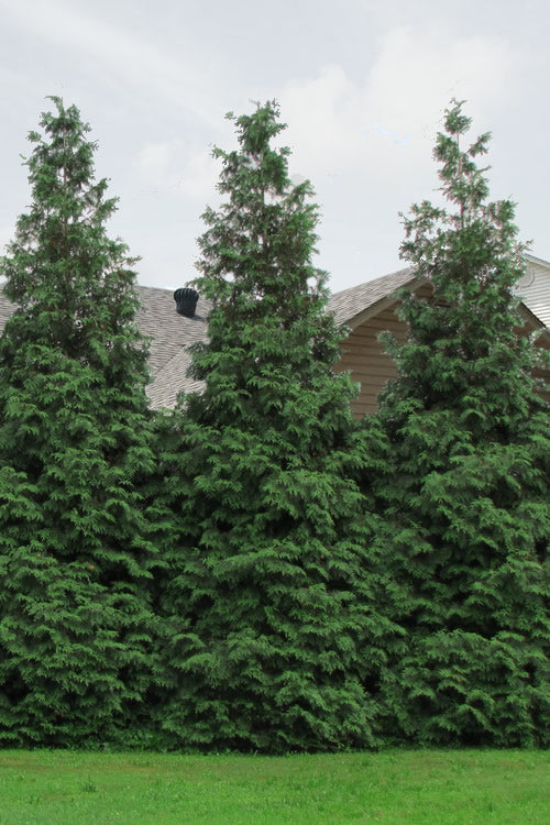  Green Giant Arborvitae - 1 Gallon Pot