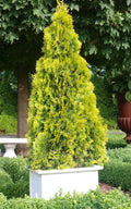  Highlights Arborvitae Thuja Janed Gold - 1 Gallon Pot