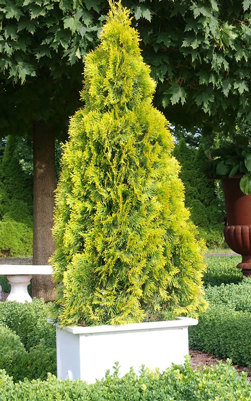  Highlights Arborvitae Thuja Janed Gold - 1 Gallon Pot