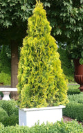  Highlights Arborvitae Thuja Janed Gold - 1 Gallon Pot