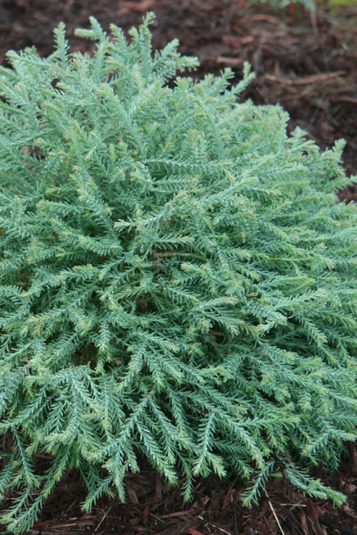  Pancake Arborvitae - Thuja Occidentalis 'Concesarini' - 2 Gallon Pot