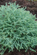  Pancake Arborvitae - Thuja Occidentalis 'Concesarini' - 2 Gallon Pot