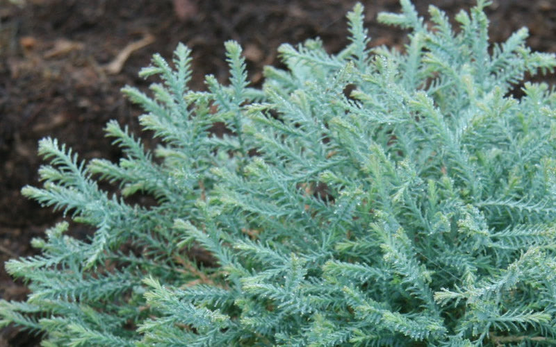  Pancake Arborvitae - Thuja Occidentalis 'Concesarini' - 2 Gallon Pot