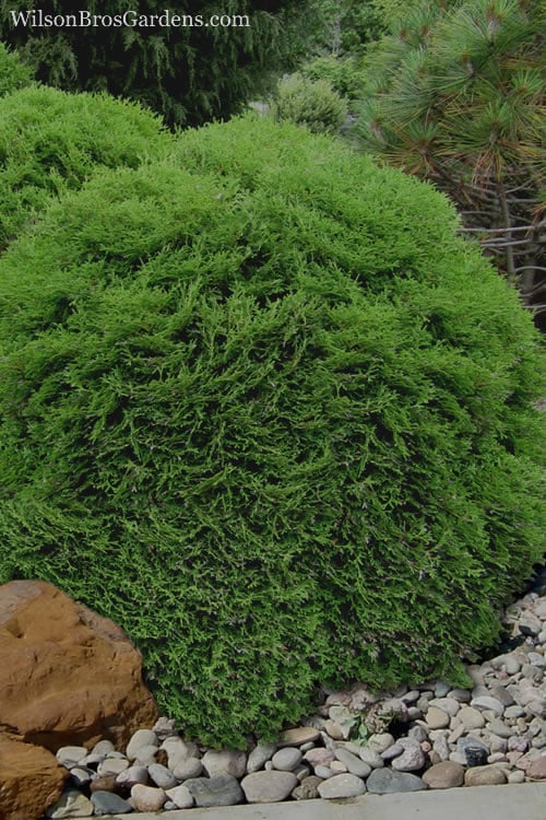 Tiny Tim Dwarf Globe Arborvitae - 2 Gallon Pot