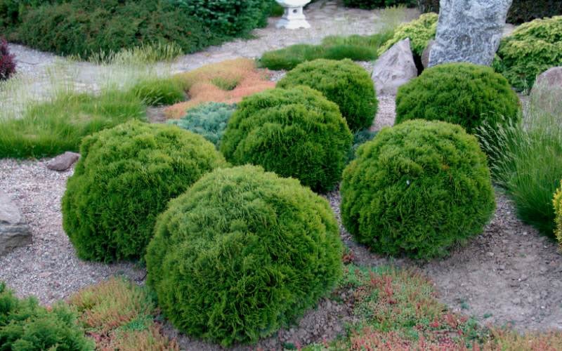  Tiny Tim Dwarf Globe Arborvitae - 2 Gallon Pot
