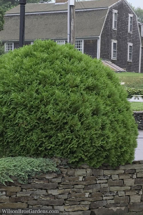  Woodward Globe American Arborvitae - 6 Pack Of 1 Gallon Pots