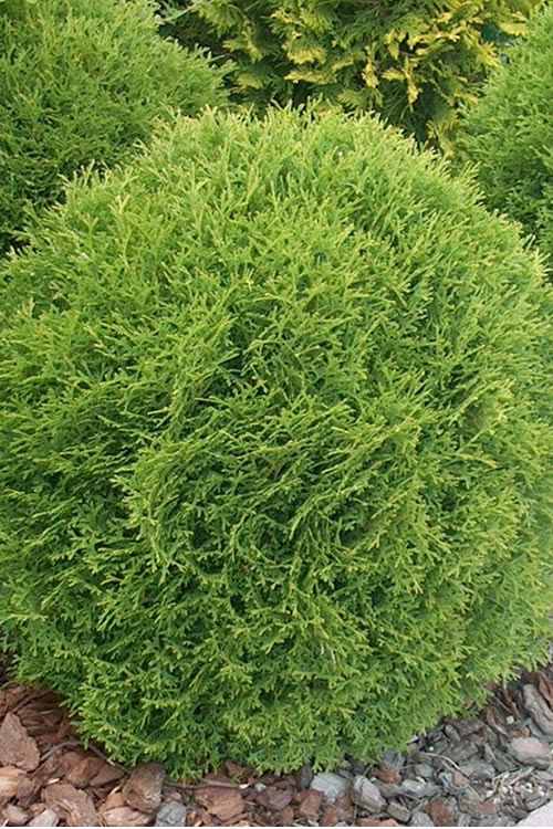  Woodward Globe American Arborvitae - 6 Pack Of 1 Gallon Pots