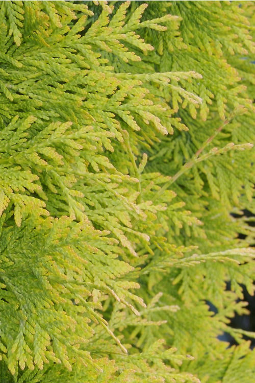  Yellow Ribbon Arborvitae (Thuja Occidentalis) - 2 Gallon Pot