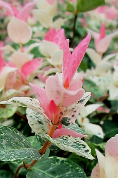  Snow N Summer Asiatic Jasmine - 6 Pack Of 1 Gallon Pots