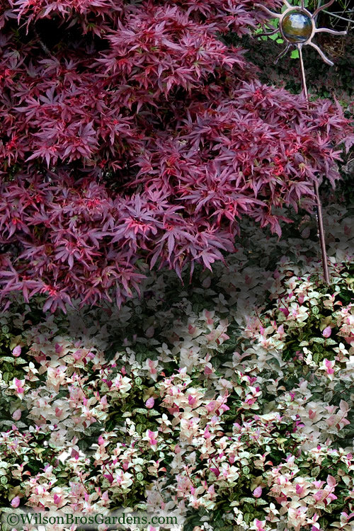  Snow N Summer Asiatic Jasmine - 6 Pack Of 1 Gallon Pots