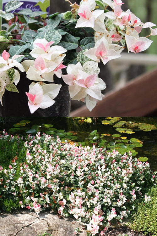  Snow N Summer Asiatic Jasmine - 6 Pack Of 1 Gallon Pots