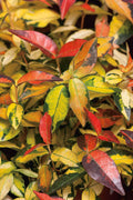  Summer Sunset Asiatic Jasmine - 6 Pack Of 1 Gallon Pots