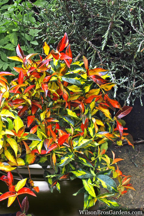  Summer Sunset Asiatic Jasmine - 6 Pack Of 1 Gallon Pots