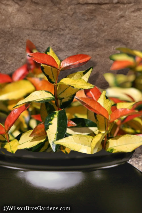  Summer Sunset Asiatic Jasmine - 6 Pack Of 1 Gallon Pots