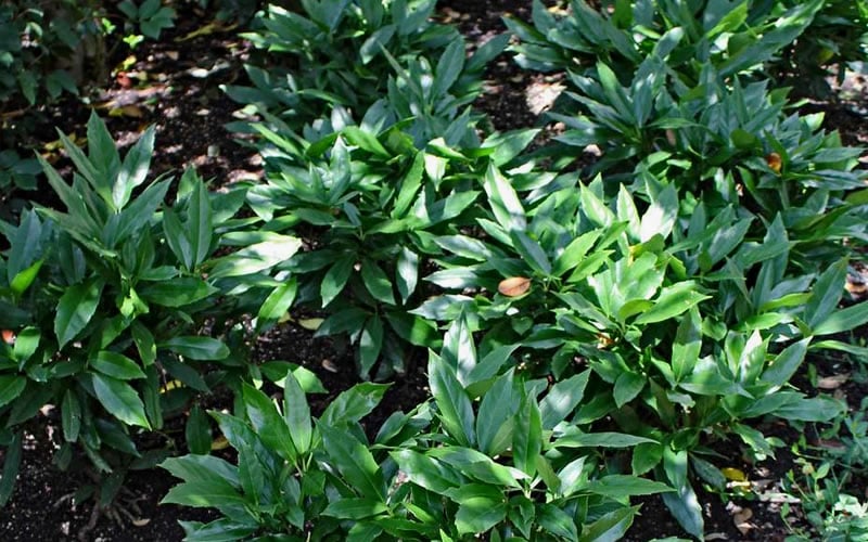  Dwarf Green Aucuba - Japanese Laurel - 1 Gallon Pot