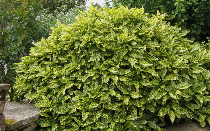  Gold Dust Aucuba (Japanese Laurel) - 1 Gallon Pot